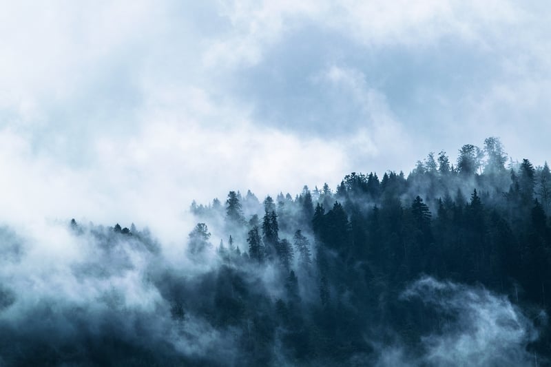 Forest Exploration